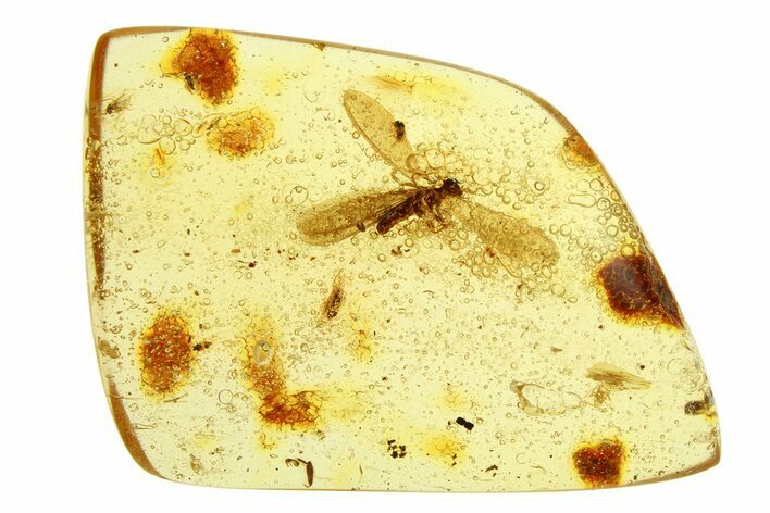 Polished Colombian Copal ( g) - Winged Termite and Spider! #293509